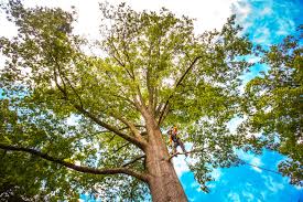 How Our Tree Care Process Works  in  Port Royal, SC